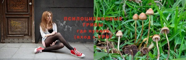 шишки Дмитров
